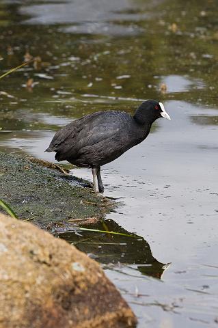 268 Lake Crackenback, meerkoet.jpg